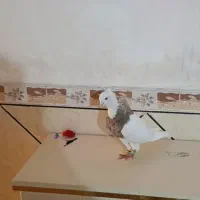 دم سفید توقی