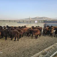 نیازمند چوپان، چوپون، کار در دامداری|استخدام سرایداری و نظافت|دهاقان, |دیوار