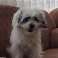 شیتزو بازیگوش