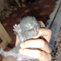 واگذاری گربه بریتیش اسگاتیش|گربه|کرج, آق تپه|دیوار