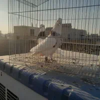 چند جفت طوقی یه جفت زاغ آبادانی یه جفت سرخ|پرنده|شاهین‌شهر, گرگاب|دیوار