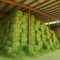 اسب تجهیزات اسب و یونجه ساق ریز ودرشت