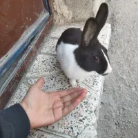 خرگوش