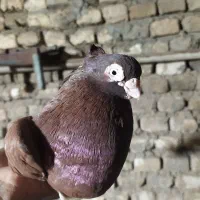 نرسرخ صرب 35 سانتی معاوضه باقلیون شارژی عوض میکنم|پرنده|سوسنگرد, |دیوار