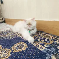 واگذار گربه پرشین 10 ت