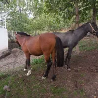 اسب زیبا باری