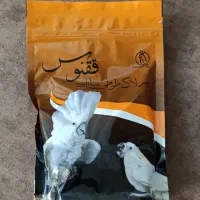 سرلاک پرنده ققنوس