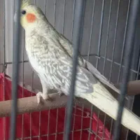 عروس هلندی،ماده