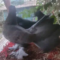 کبوتر دم چتری آمریکایی کاکل پاپربلند مولد با جوجه|پرنده|اصفهان, کشاورزی|دیوار