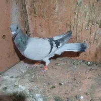 سبز شامی صید