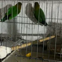 جفت کوتوله نروماده،تضمینی نطفه، آماده تخمگذاری|پرنده|شاهینشهر, حافظ شمالی|دیوار