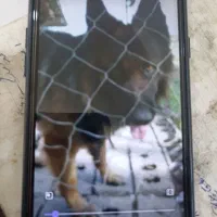 گم شده|حیوانات|سنگر, |دیوار