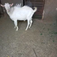 بز سانن اصل چاووش|حیوانات مزرعه|گناباد, |دیوار