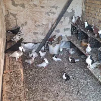 کفتر|پرنده|بندر گناوه, |دیوار