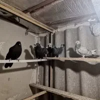 کبوتر|پرنده|هشتگرد, شهرک راه آهن|دیوار