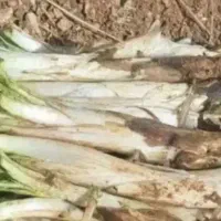 کنگر قازیاقی اذربه تازه حراج