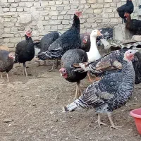 بوقلمون|پرنده|نیمروز, |دیوار