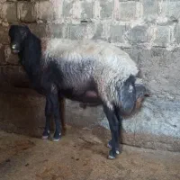 قوچ افشار|حیوانات مزرعه|دینور, |دیوار