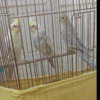 یک جفت عروس هلندی سخنگو با جوجه شش ماهه نر|پرنده|تهران, جوادیه تهرانپارس|دیوار