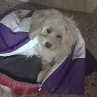 سگ شیتزرتریز|سگ|لاهیجان, کوی آزادگان|دیوار