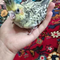 4 عدد عروس هلندی سرلاکی