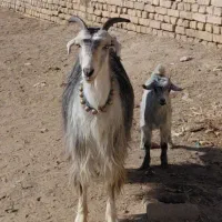 بزتزکی روزگاری میش بره|حیوانات مزرعه|اصفهان, براآن شمالی|دیوار