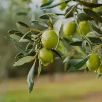 نهال زیتون کنسروالیا و روغن گیری|خدمات باغبانی و درختکاری|مهریز, |دیوار