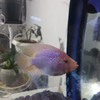 ماهی فلاور باکس