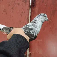 کبوتر|پرنده|املش, |دیوار
