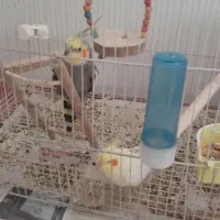 عروس هلندی سخن گو