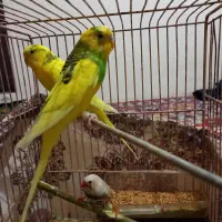 یک جفت مرغ عشق و یک عدد فنج|پرنده|قزوین, |دیوار