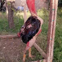 خروس لاری|حیوانات مزرعه|رزن, |دیوار