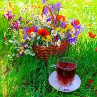 سرویس مدرسه میخوام از شهرک شهدا به شهرک ولی عصر