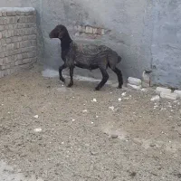 فروش بره قوچ همو و هترو زایگوت