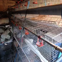 قفس مرغ تخمگزار|لوازم جانبی حیوانات|گهواره, |دیوار