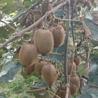فروش کیوی هایوارد|عمده‌فروشی|املش, |دیوار