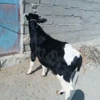 گاو خیلی آرام وگوساله خوش رنگ|حیوانات مزرعه|سیب و سوران, |دیوار