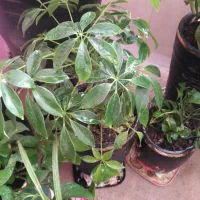 گل و گیاه طبیعی