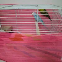 یک جفت مرغ عشق سالم و سرحال باقفس|پرنده|تهران, آهنگ|دیوار