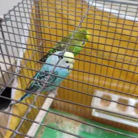 مرغ عشق|پرنده|خمینی‌شهر, |دیوار