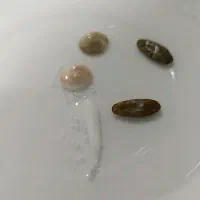 مهره اصل  تضمینی ب شرط سربندر