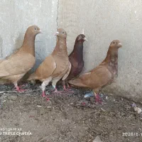 کبوتر
