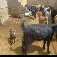 ۱۹راس گیسه ابستن داشتی قیمت مناسب