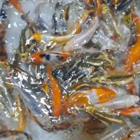 ماهی کوی سوپر باله و کوی بلک