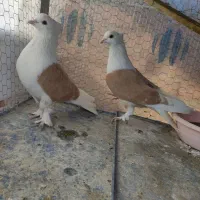 کبوتر پشتدار|پرنده|ارومیه, |دیوار