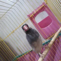 فنچ نرگسی نر|پرنده|بندرعباس, |دیوار