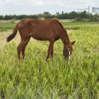 اسب ترکمن اصیل برای فروش|اسب و تجهیزات اسبسواری|گرگان, |دیوار