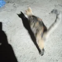 واگذاری بچه گربه شش ماهه رایگان|گربه|سلماس, |دیوار