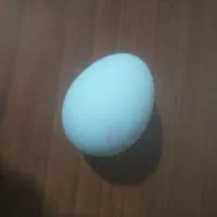 تخم پرنده