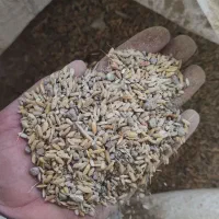 دونه مرغی و بوقلمون